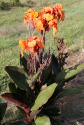 250915 Canna_Hardy-Purple_1.jpg